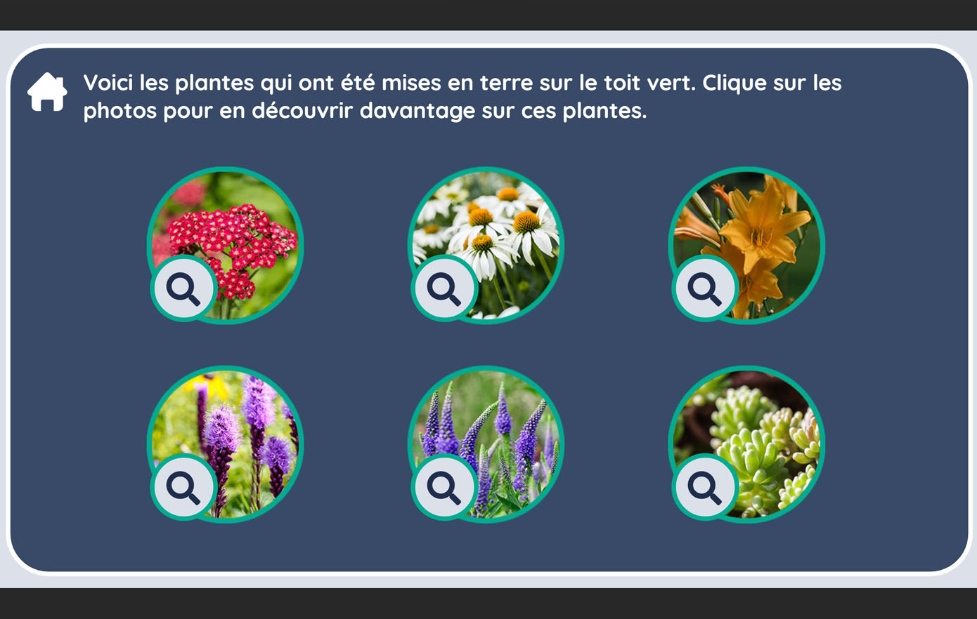 Image de la ressource Sciences 7e année : plants